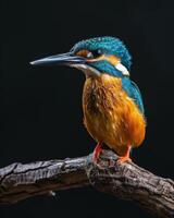 A kingfisher perched on a branch photo