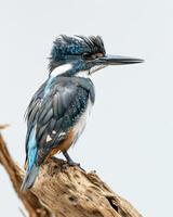 A bird with a blue and white head and a black beak photo