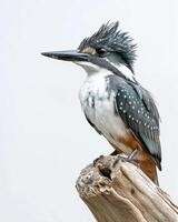 A kingfisher perched on a branch photo
