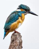 A kingfisher perched on a branch photo