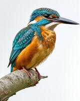 A kingfisher perched on a branch photo