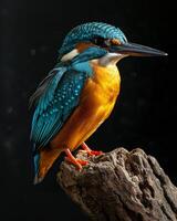 A kingfisher bird is sitting on a branch photo