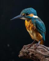 A kingfisher perched on a branch photo