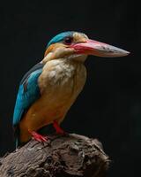 A colorful bird with a long beak sitting on a branch photo