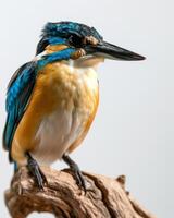 A colorful bird is sitting on a branch photo