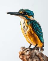 A kingfisher bird perched on a branch photo