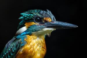A close up of a bird with a blue and green head photo