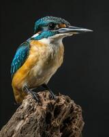 A kingfisher perched on a branch photo