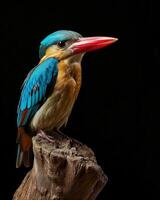 A colorful bird is perched on a tree branch photo