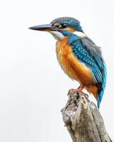 Kingfisher on a branch photo