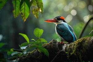 A colorful bird sits on a branch in the forest photo