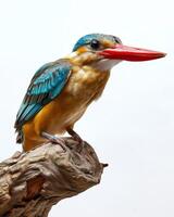 A bird with a long beak and a red beak photo