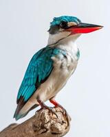 A kingfisher bird is perched on a branch photo