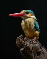 A colorful bird sitting on a branch photo