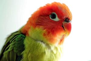 A close up of a bird photo
