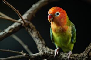 A colorful bird perched on a branch photo
