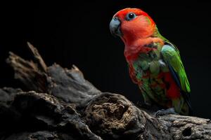 A colorful bird is perched on a branch photo