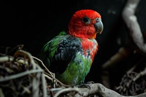 A colorful bird sitting on a branch photo