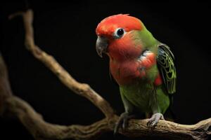 A colorful bird sitting on a branch photo
