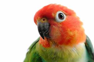 A colorful bird with a white face photo