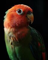A close up of a colorful bird with a black background photo