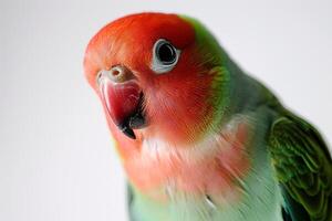 A bird with a red and green head photo
