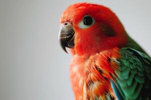 A close up of a colorful bird photo