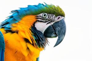 A close up of a colorful parrot with a white background photo