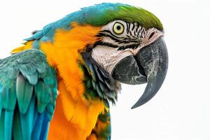 A close up of a colorful parrot with a white background photo