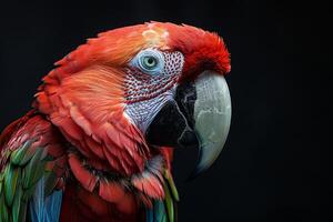 A close up of a colorful parrot photo