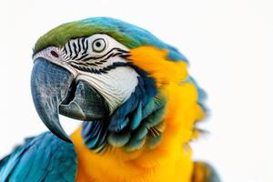 A close up of a colorful parrot with a white background photo