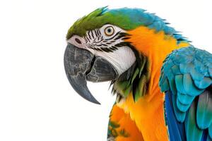 A close up of a colorful parrot photo