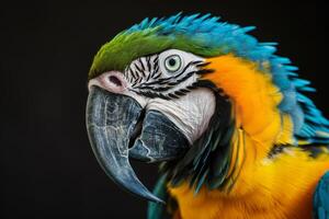 A close up of a colorful parrot photo