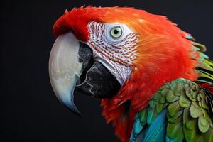 A close up of a parrot with a black background photo