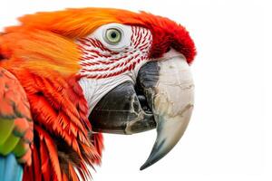 A close up of a colorful parrot photo