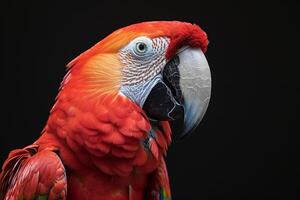 A close up of a red parrot photo