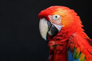 A close up of a red parrot with a black background photo