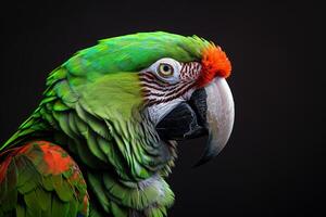 A close up of a parrot with a bright orange beak photo