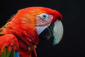 A close up of a red parrot with a yellow beak photo