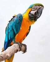 A blue and yellow parrot is sitting on a branch photo