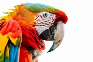 A colorful parrot with a white beak photo