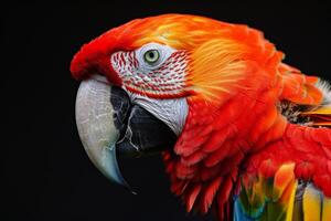 A close up of a colorful parrot with a black background photo