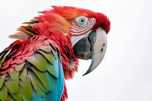 A close up of a red and green parrot photo