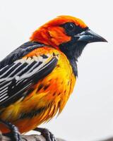 A close up of a colorful bird sitting on a branch photo
