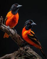 Two orange and black birds sitting on a branch photo