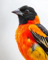 A close up of a black and orange bird photo