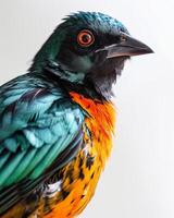 A close up of a colorful bird with orange, green and blue feathers photo