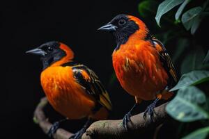 Two orange and black birds sitting on a branch photo
