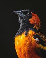 A close up of an orange and black bird photo