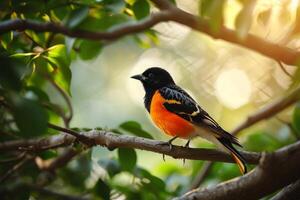A black and orange bird sitting on a branch photo